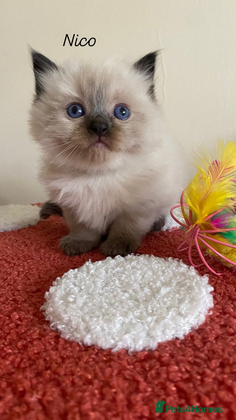 Ragdoll cats Raj and Nico available  - Advert 11