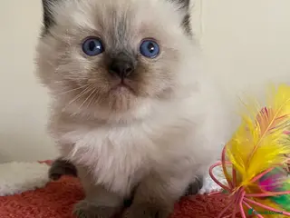 Ragdoll cats Raj and Nico available - Advert 11