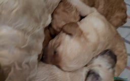 Labradoodle dogs for sale: Labradoodle puppies - Image 4