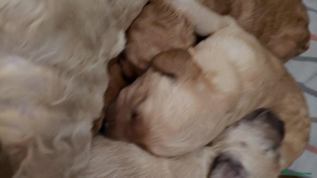 Labradoodle dogs for sale: Labradoodle puppies - Image 4