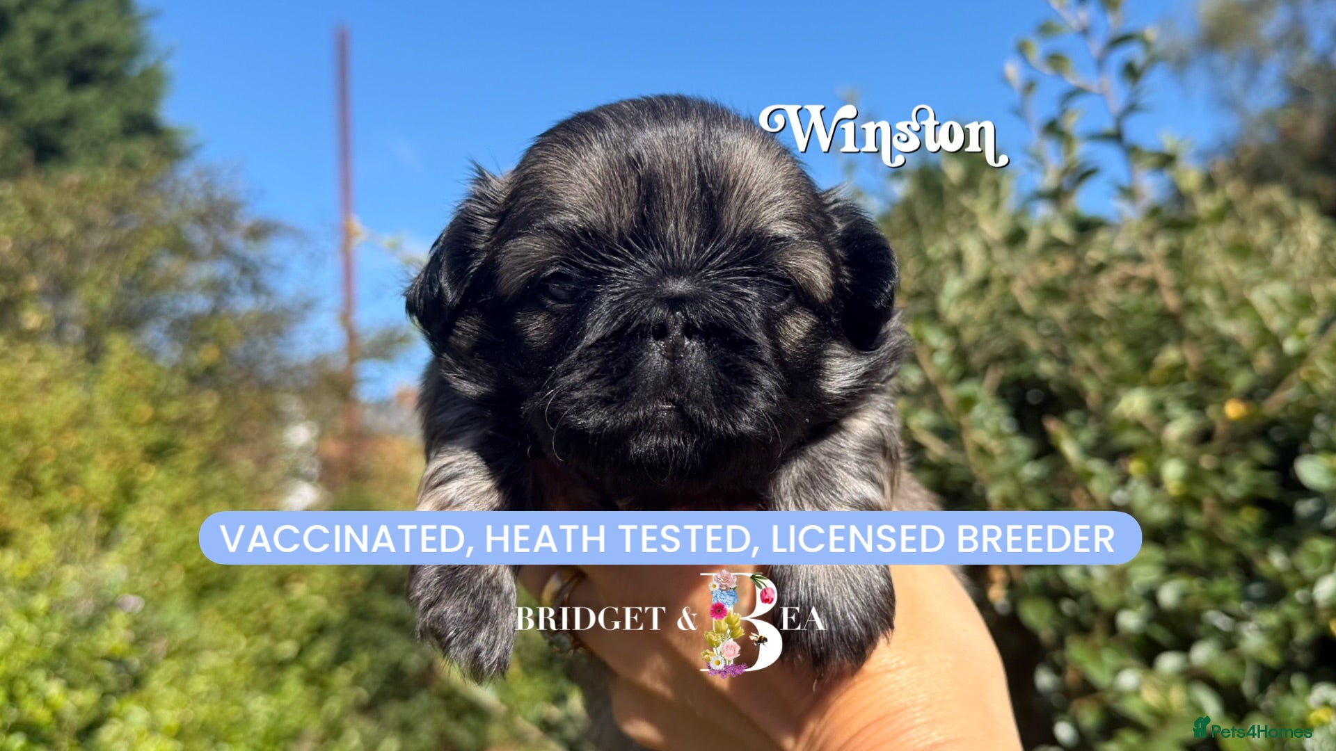 Pekingese dogs 💙 only 1 boy available 💙 - Advert 6