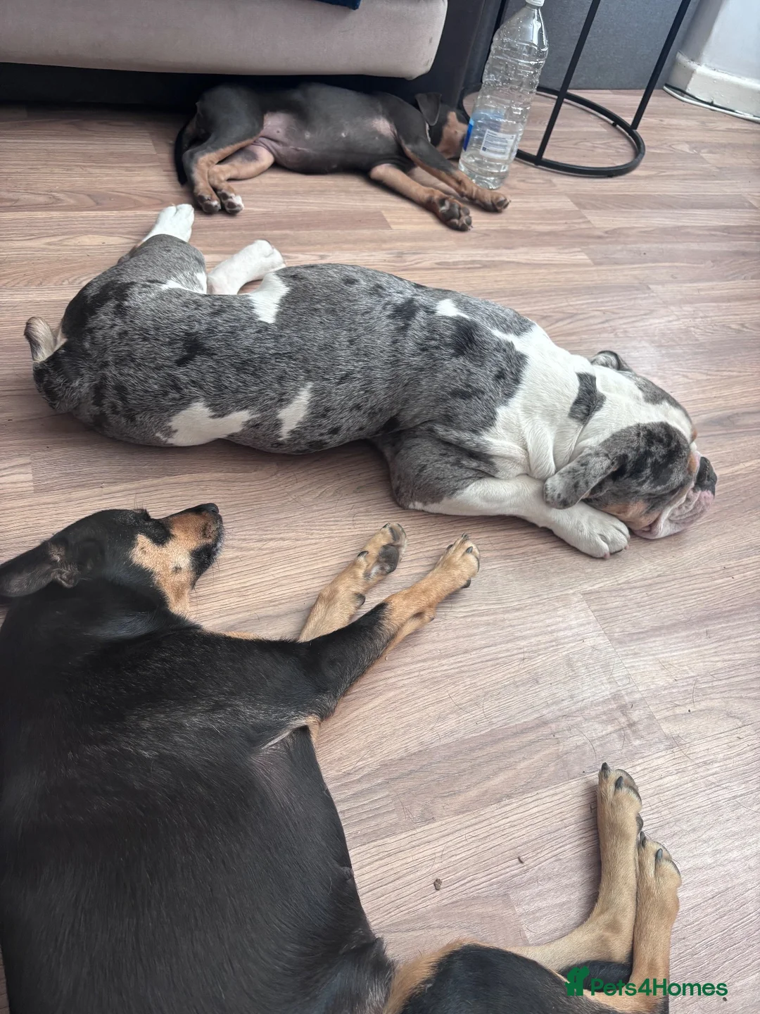 Mixed Breed dogs for sale: Beautiful blue: tan girl for sale  - Advert 8
