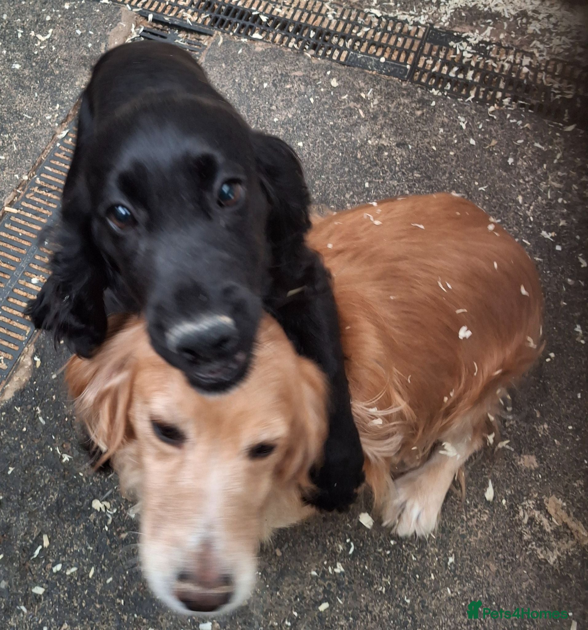 Cocker Spaniel dogs Black Cocker Spaniel Girl - Advert 1