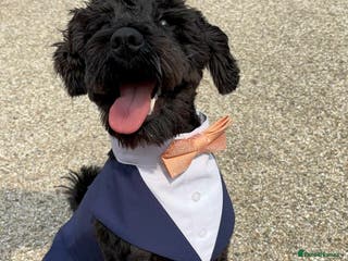 Miniature Schnauzer dogs Black Miniature schnauzer looking for girlfirend - Advert 7