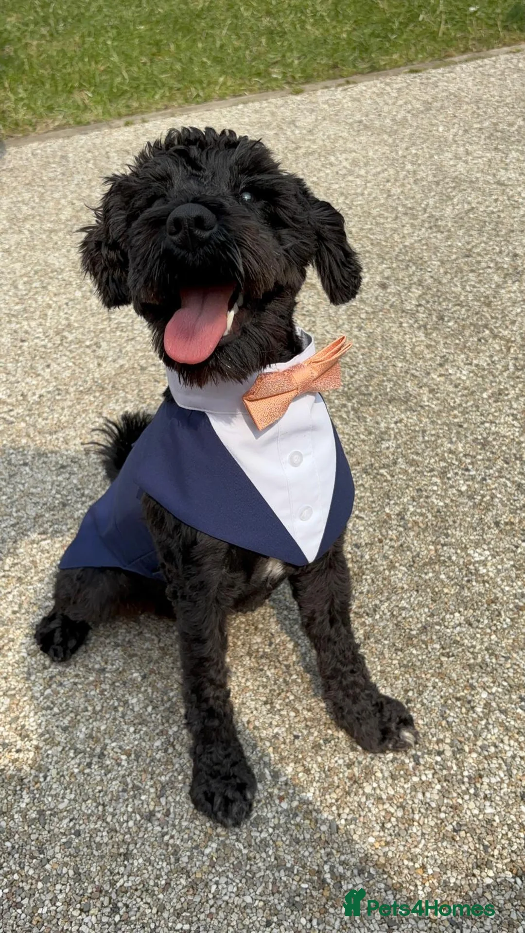 Miniature Schnauzer dogs for stud: Black Miniature schnauzer looking for girlfirend - Advert 1