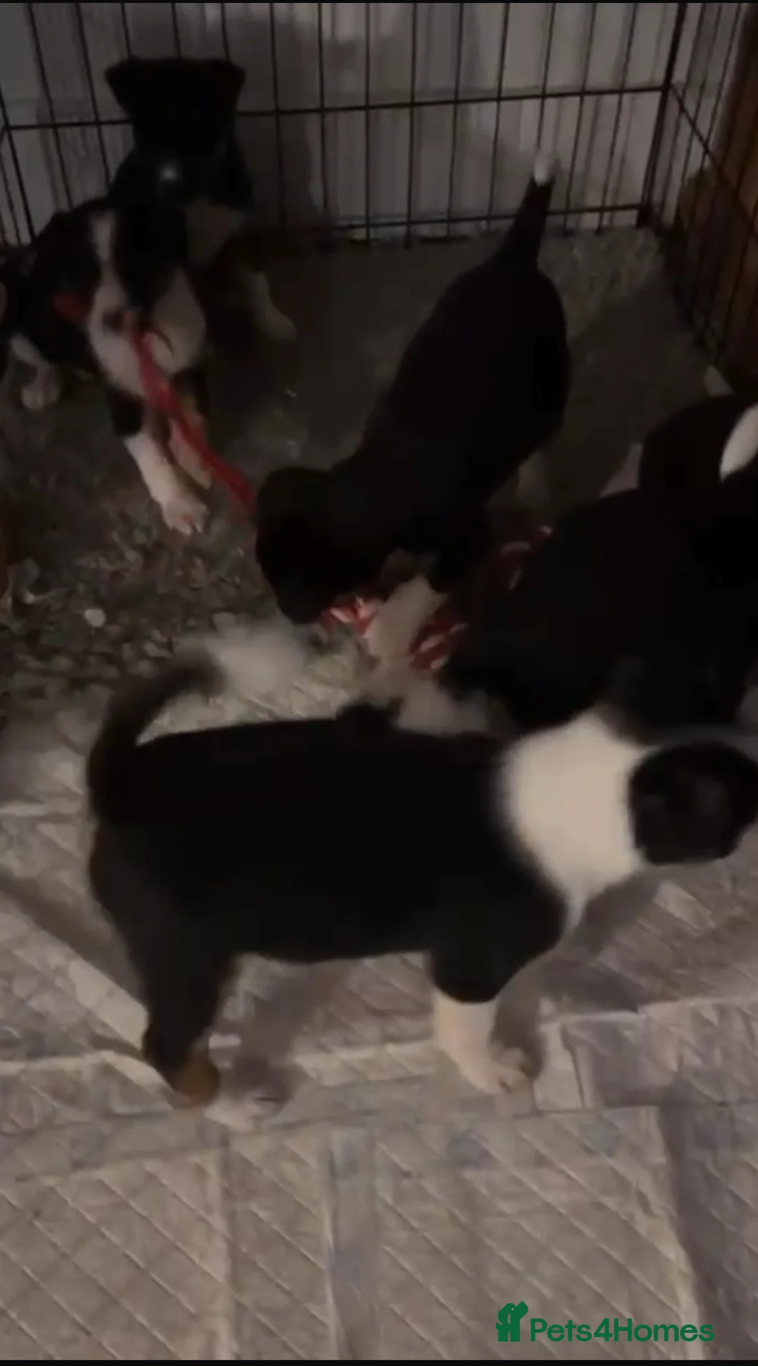 Border Collie dogs for sale: Border collie puppies - Advert 2