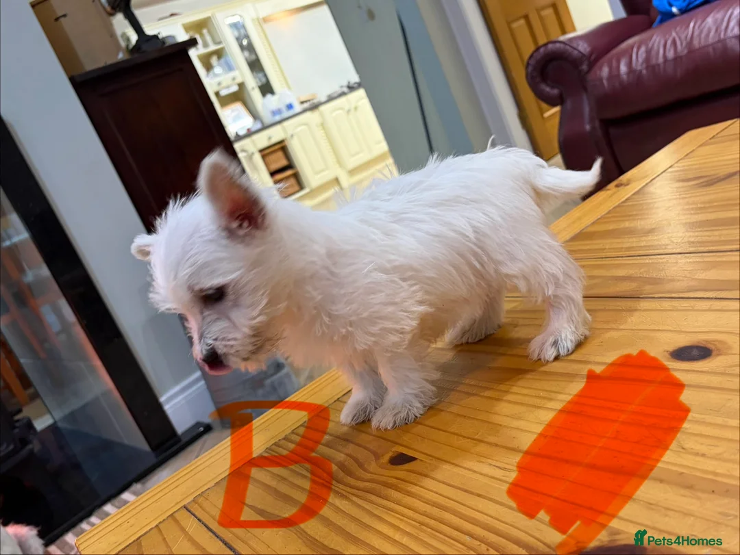 West Highland Terrier dogs for sale: West Highland Terrier puppies.  - Advert 12