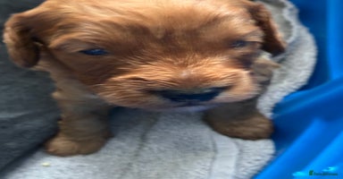 Cockapoo dogs - Advert 12