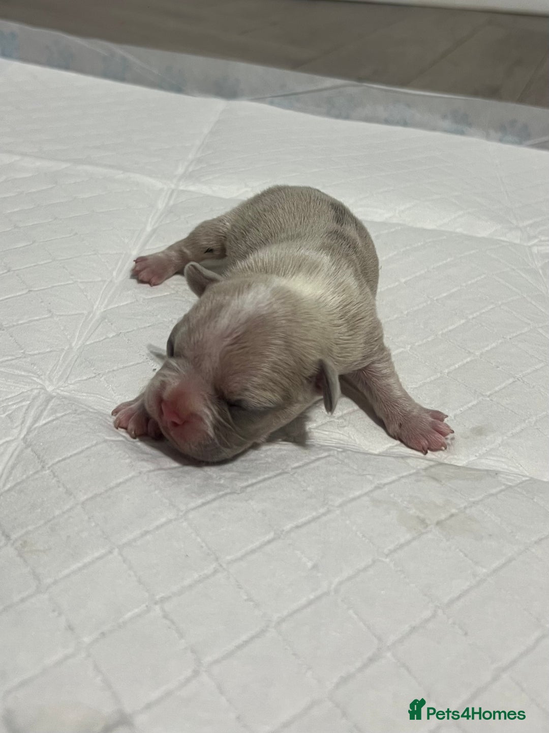 French Bulldog dogs for sale: French Bulldog Puppy’s  - Advert 16