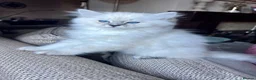 British Longhair cats for sale: British Longhair little kittens  - Advert 10