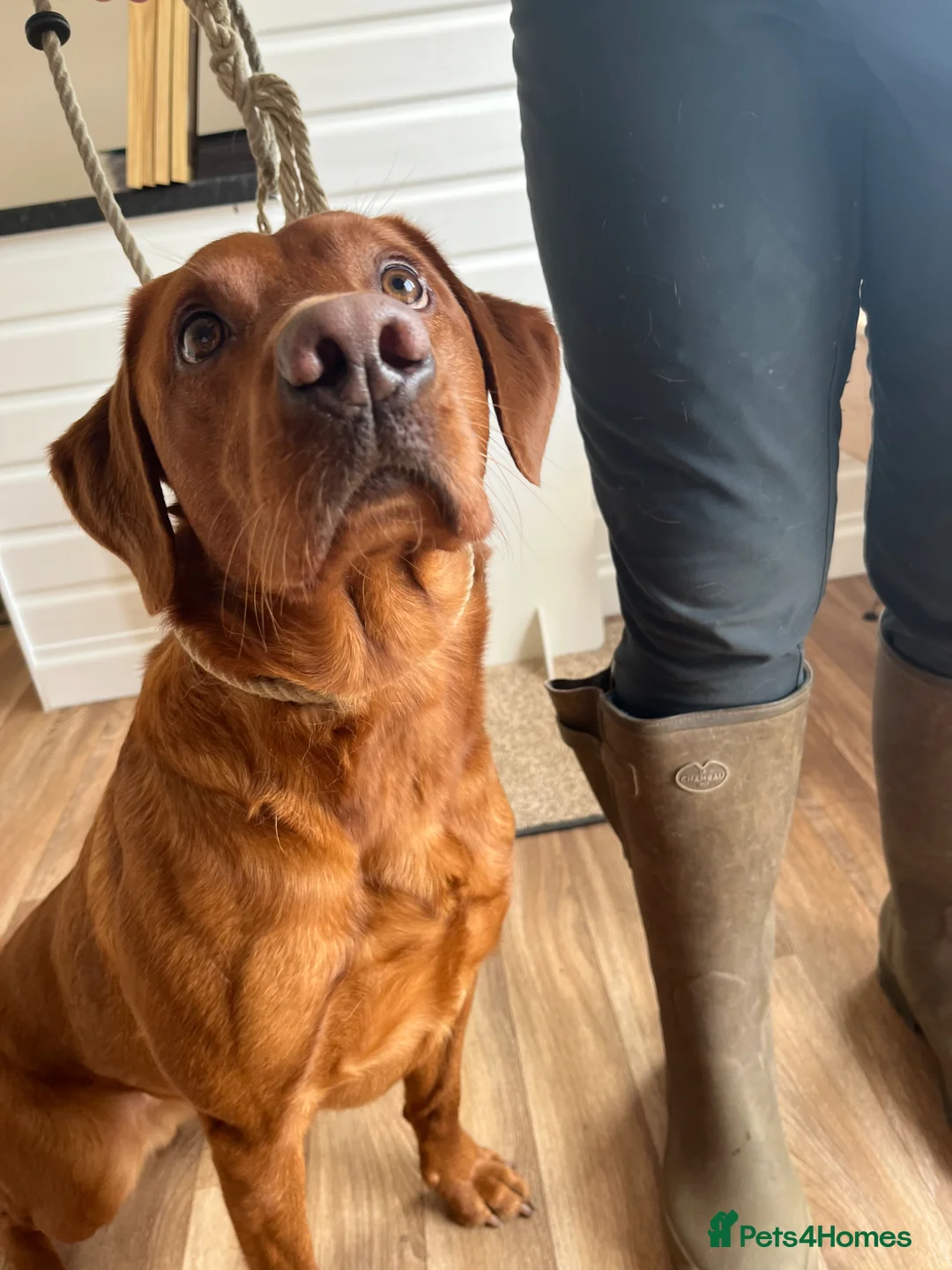 Labrador Retriever dogs for sale: Incredible pedigree working or pet - Advert 2