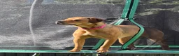 Mixed Breed dogs for sale: Beautiful Bo 🎀 - Advert 2