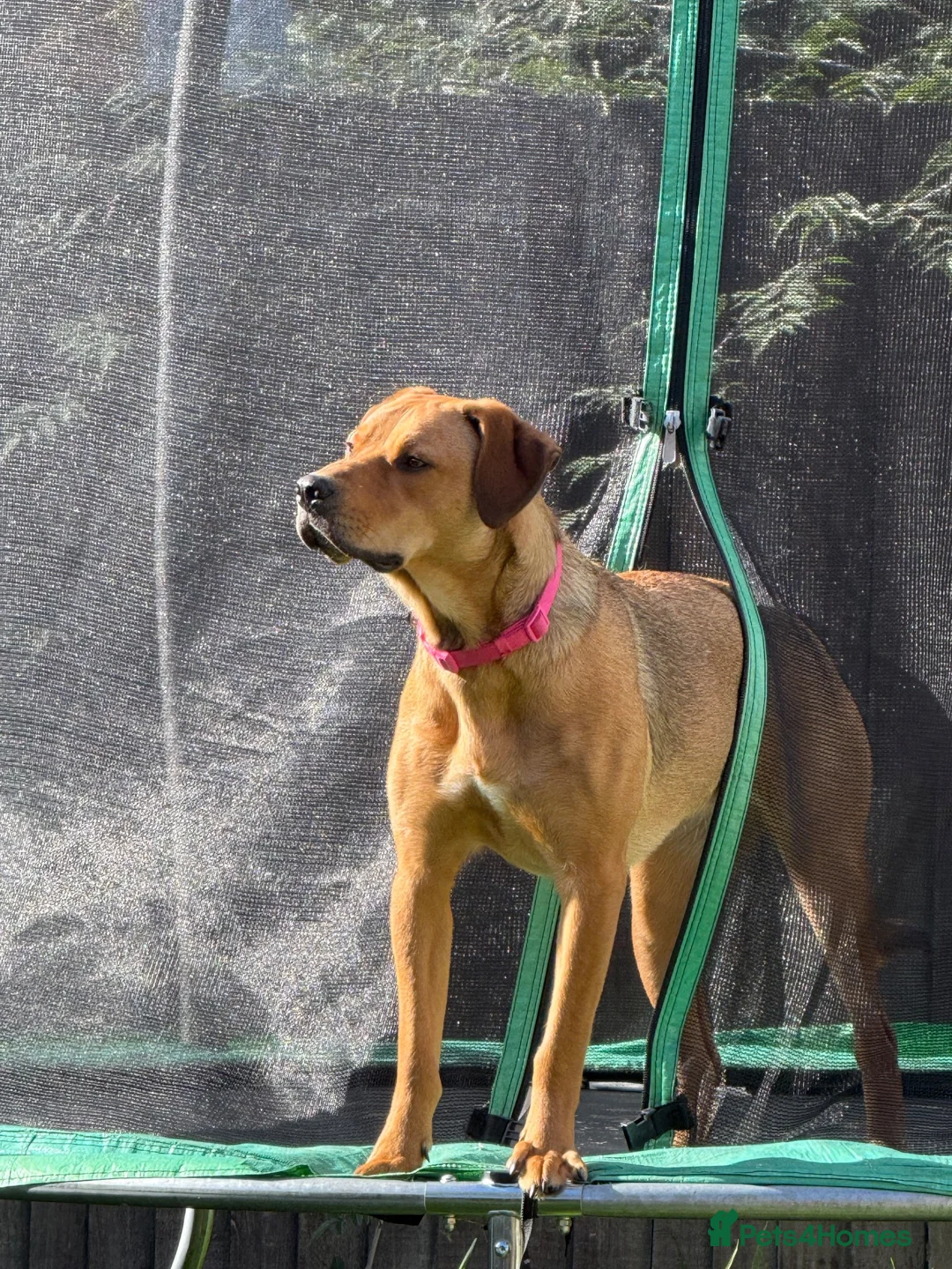 Mixed Breed dogs for sale: Beautiful Bo 🎀 - Advert 2