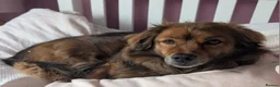 Mixed Breed dogs for adoption: Bear  in Morpeth - Advert 3