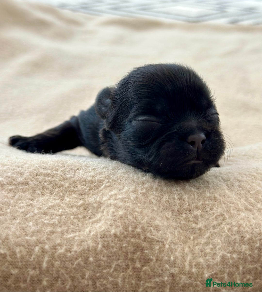 Shih Tzu dogs for sale: Beautiful Shih Tzu Puppies - Male & Female - Image 5