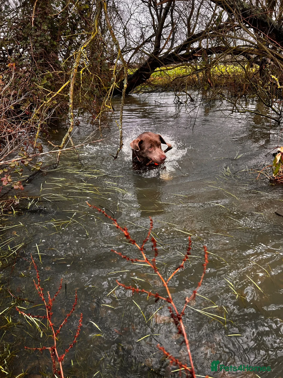 Labrador Retriever dogs for stud: Stud Silver Labrador - Advert 8