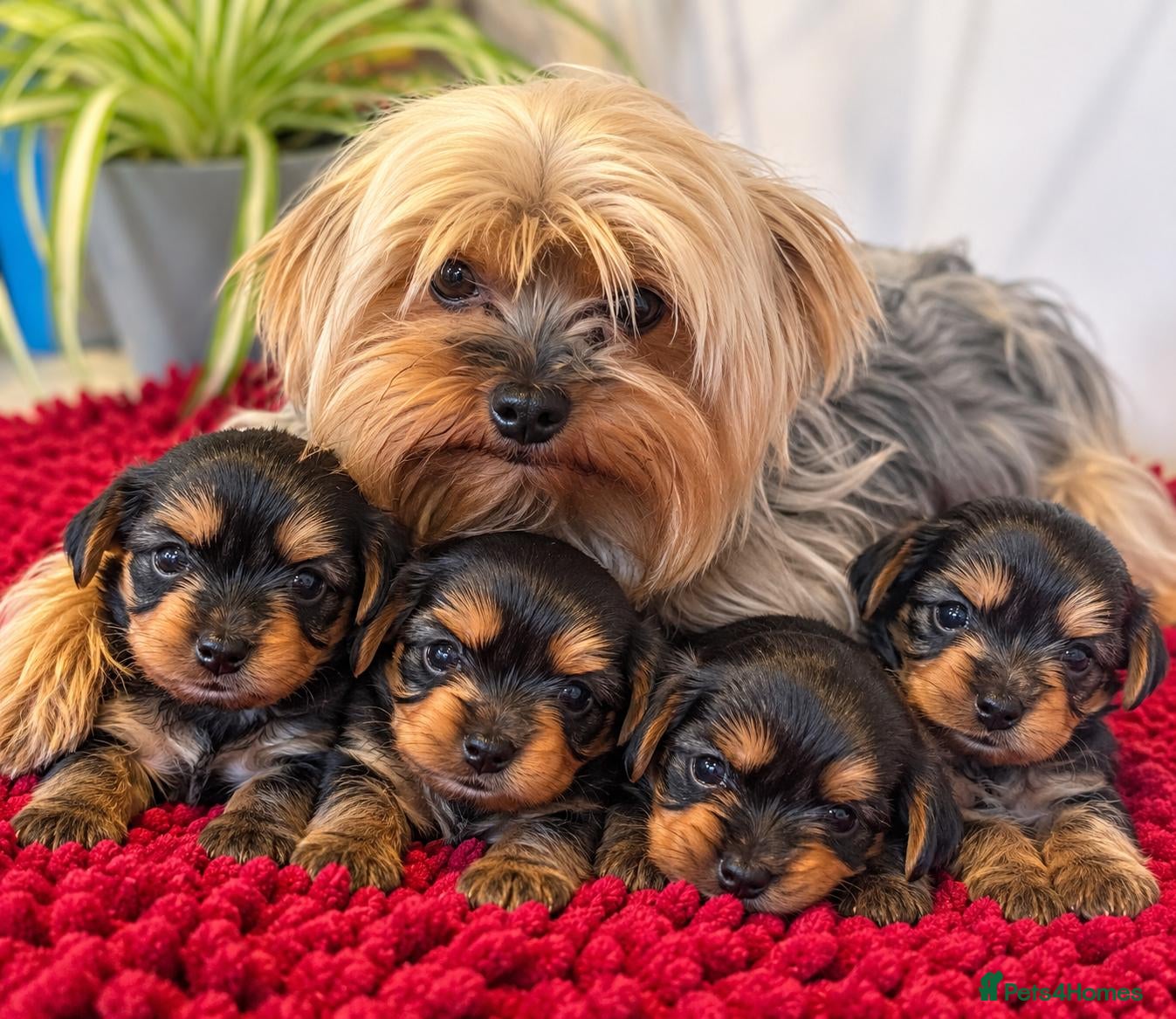 Yorkshire Terrier dogs Yorkshire Terrier Puppies 3 Girls & 1 Boy - Advert 9