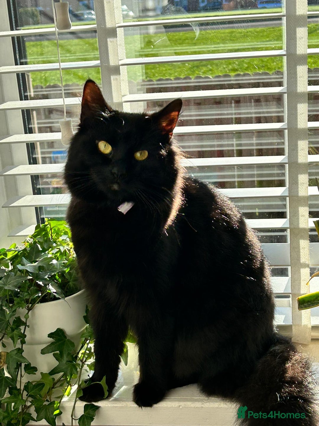 Mixed Breed cats for sale: Help us find our forever families.  - Image 12