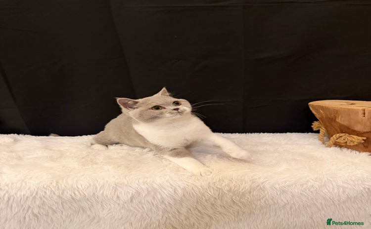 British Shorthair cats - Advert 11