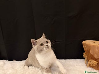 British Shorthair cats FULL PEDIGREE, REGISTERED BSH - Advert 5
