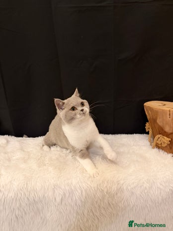British Shorthair cats - Advert 11