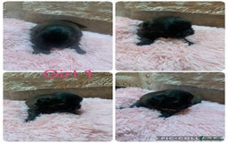 Shih Tzu dogs for sale: 3 Shih Tzu puppies left  - Image 1