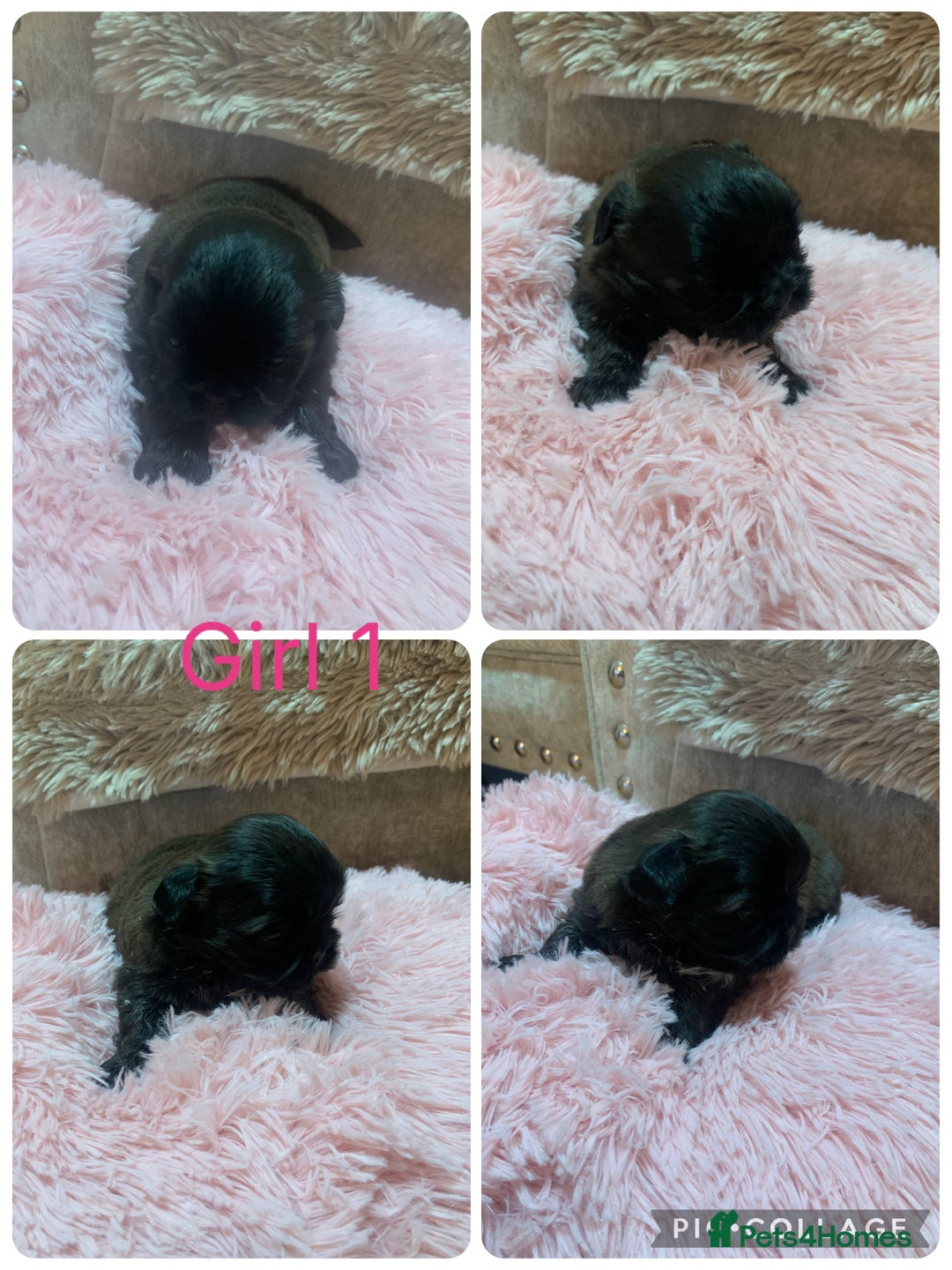 Shih Tzu dogs for sale: 3 Shih Tzu puppies left  - Image 1