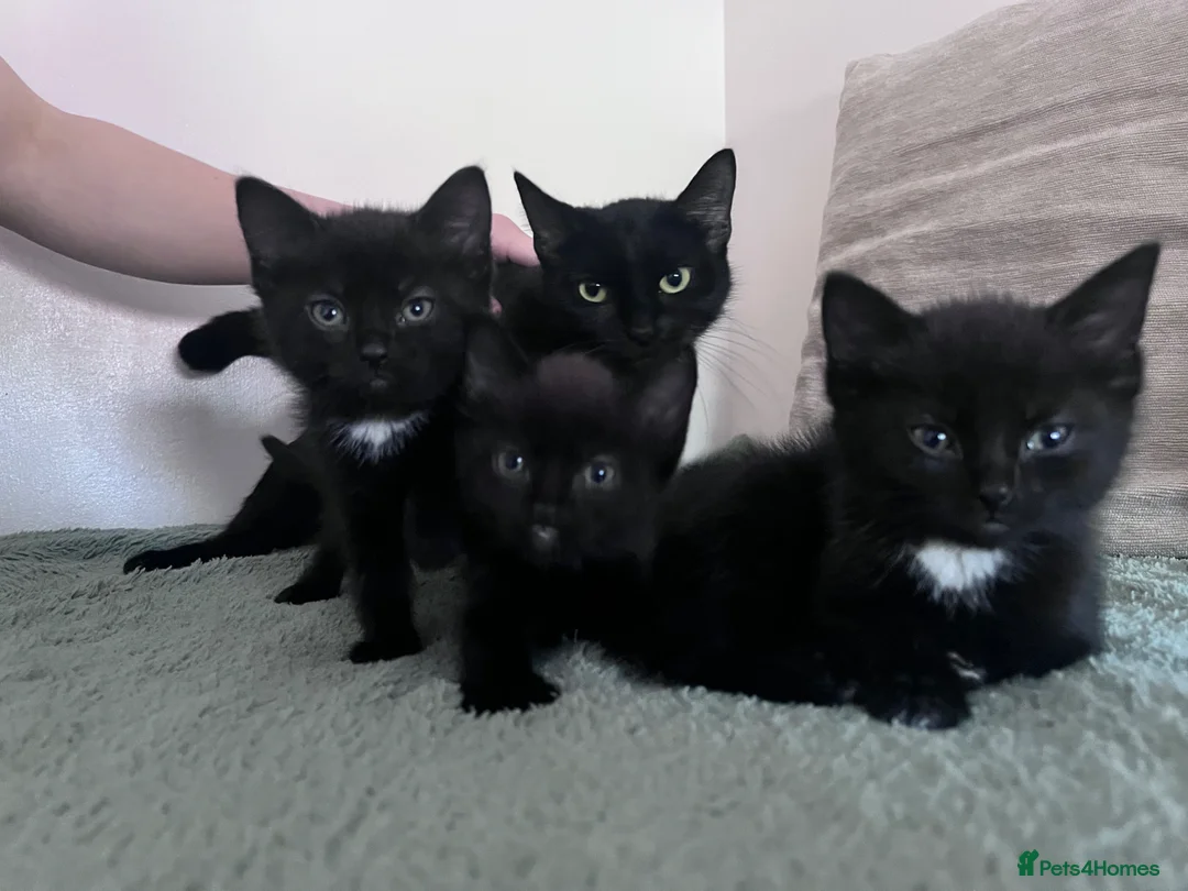 Mixed Breed cats for sale: 5 kittens available  in Wilmslow - Advert 2