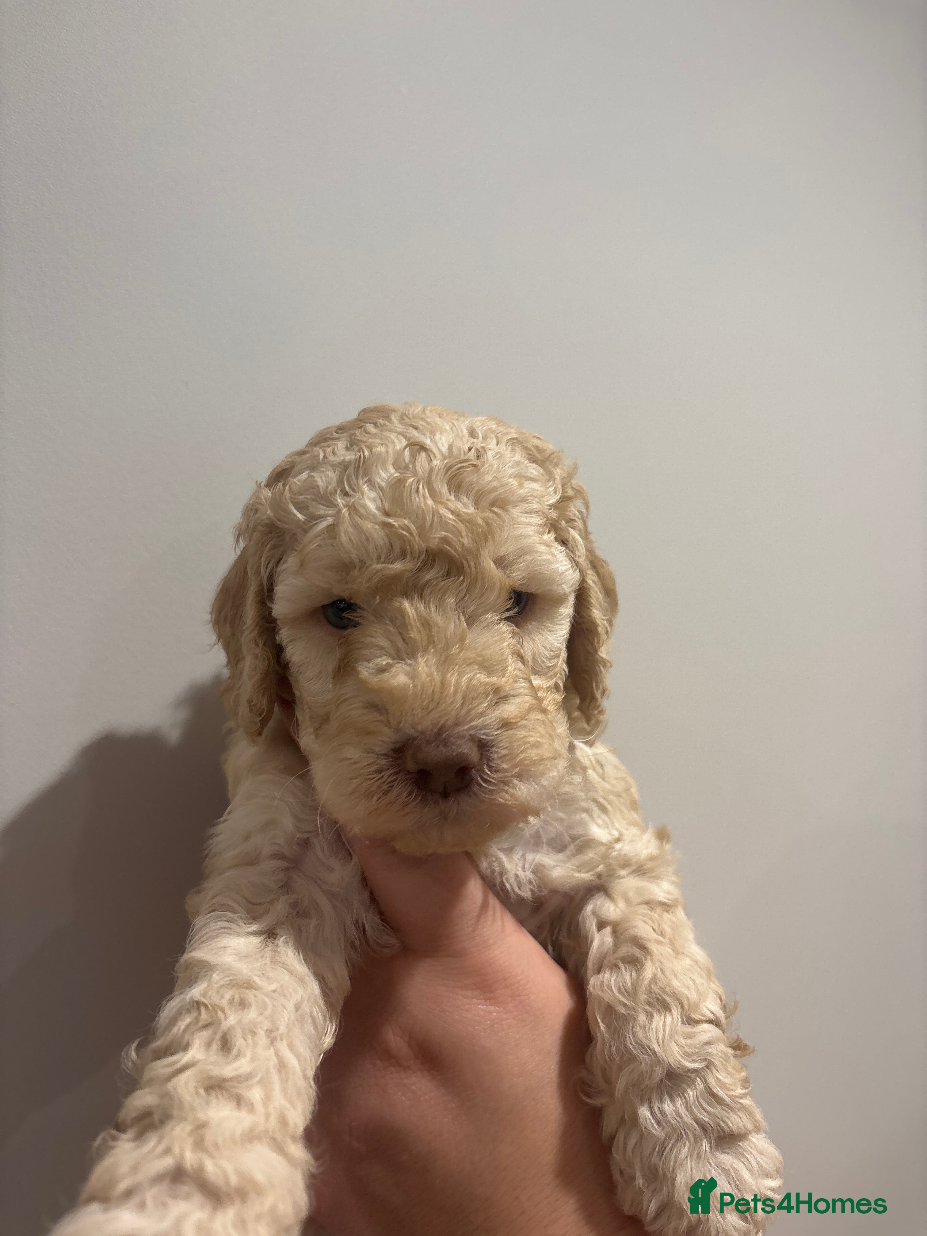 Cockapoo dogs Cockapoo f2 gorgeous puppies  - Advert 2