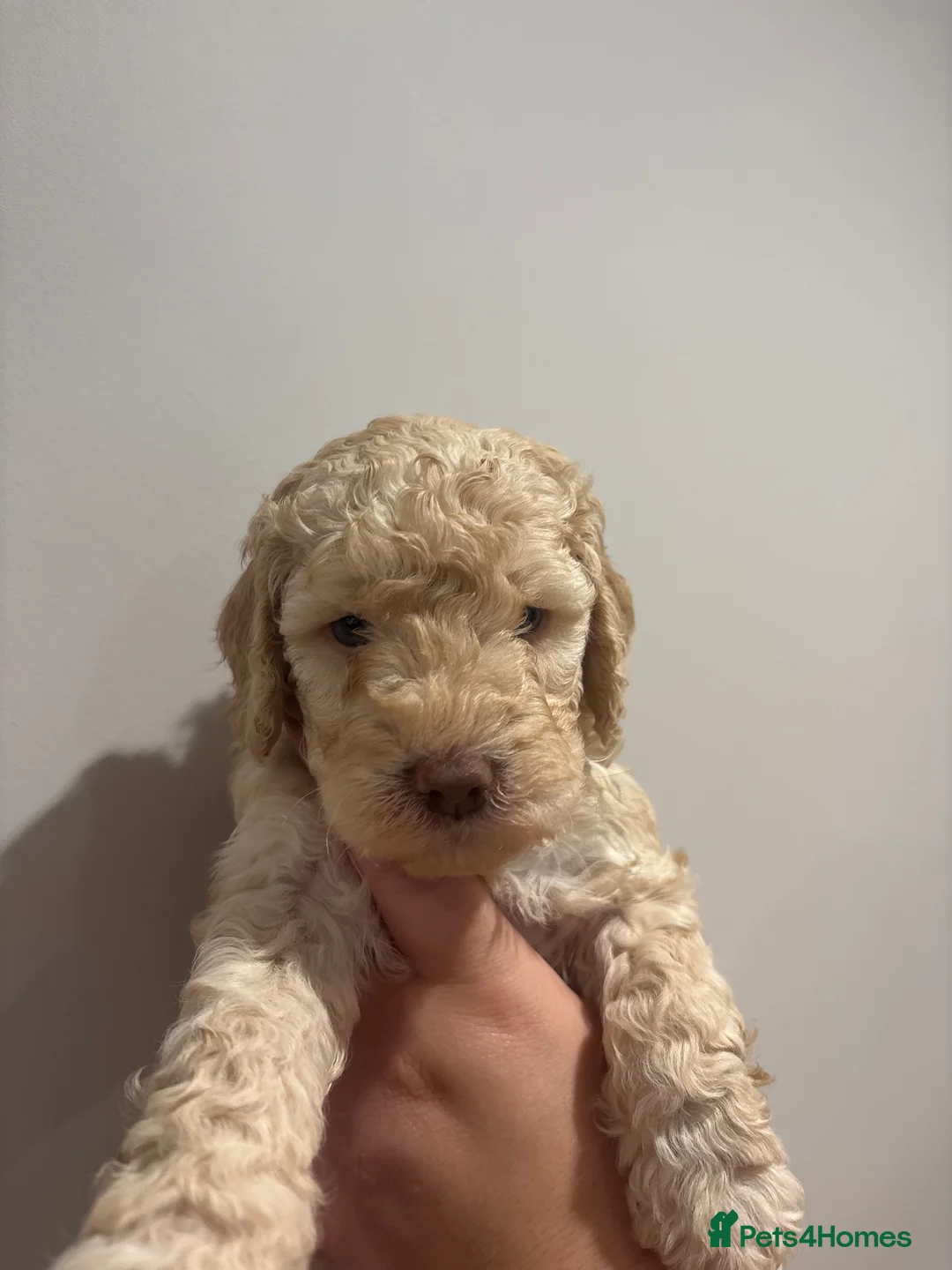 Cockapoo dogs for sale: Cockapoo f2 gorgeous puppies  - Advert 2