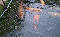 Other/Mixed Breed fish for sale: Koi, gold fish, blue orf, butterfly koi,grass carp - Image 6