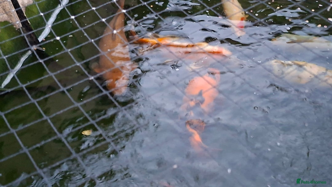 Other/Mixed Breed fish for sale: Koi, gold fish, blue orf, butterfly koi,grass carp - Image 6