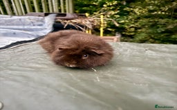 Guinea Pig rodents for sale: 5 month old bonded boy guinea pigs - Image 6