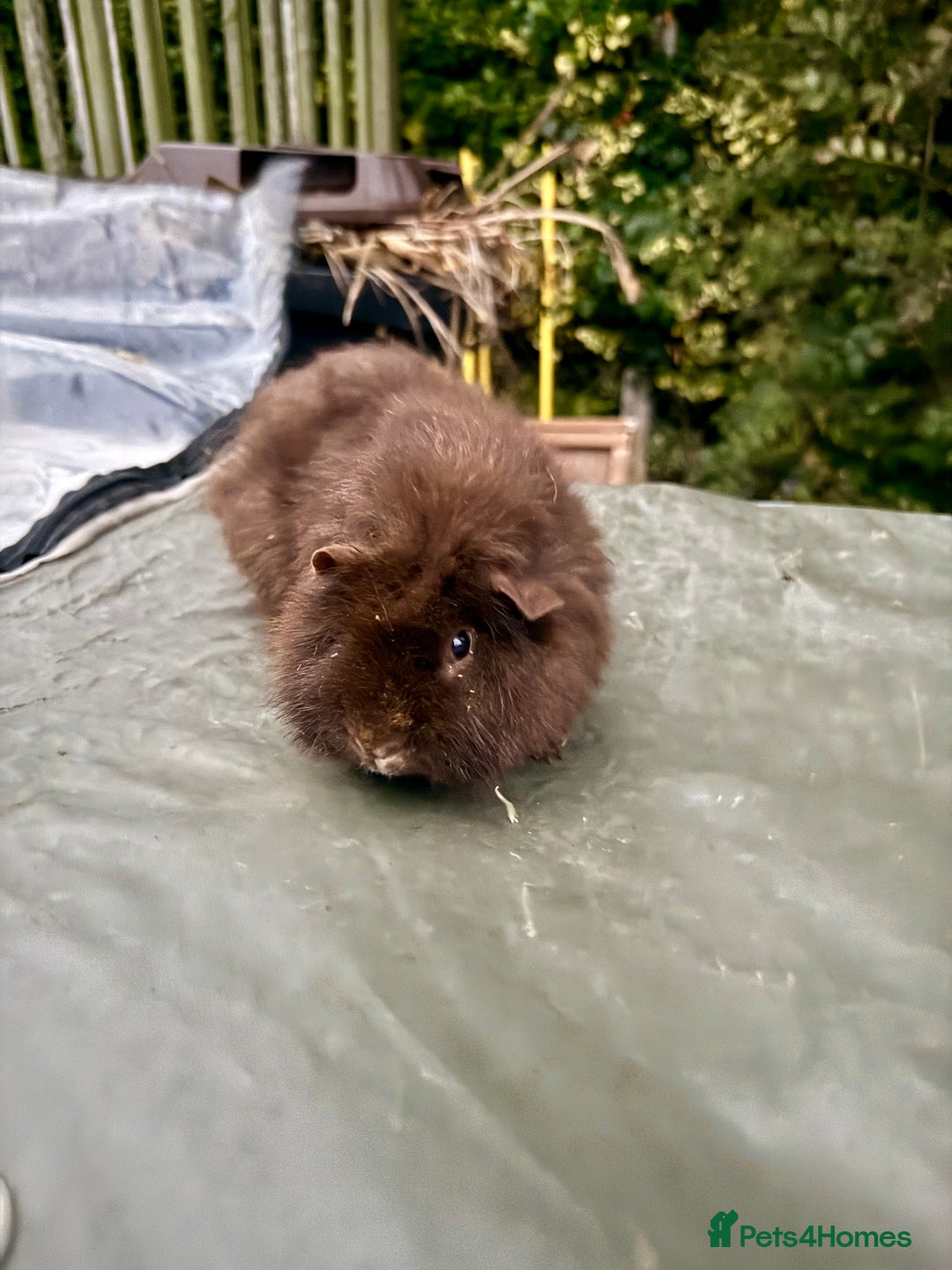 Guinea Pig rodents for sale: 5 month old bonded boy guinea pigs - Image 6