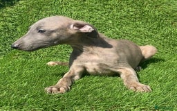 Whippet dogs for sale: Kc whippet pups  - Image 23