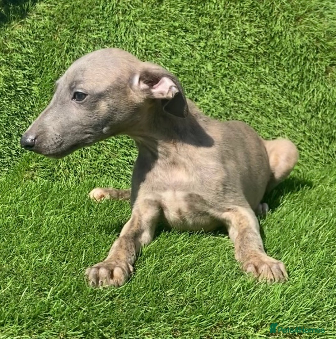 Whippet dogs for sale: Kc whippet pups  - Image 23