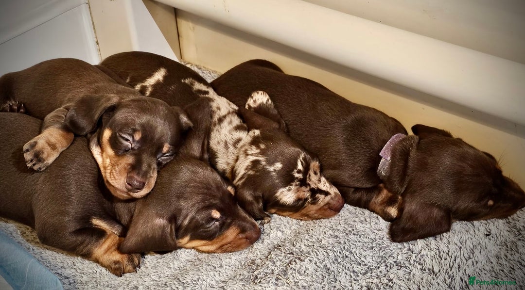 Miniature Dachshund dogs for sale: Miniature dachshund - Advert 2