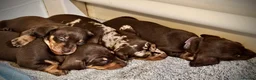 Miniature Dachshund dogs for sale: Miniature dachshund - Advert 8