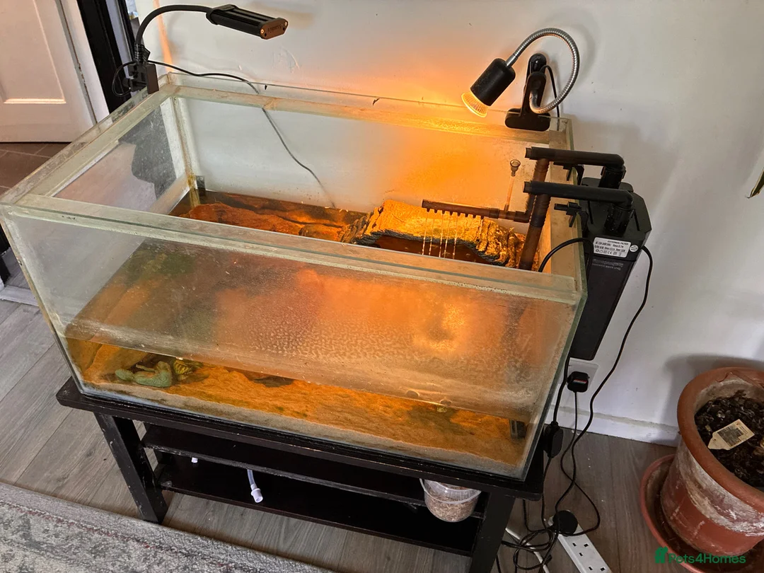 Turtle reptiles for sale: Male and female musk turtles  in Hull - Advert 3