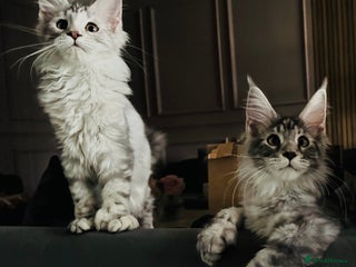 Maine Coon cats - Advert 2
