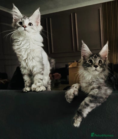 Maine Coon cats - Advert 8