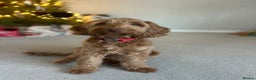 Cavapoo dogs for sale: Boy cavapoo needs a new home  - Advert 1