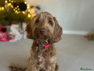 Cavapoo dogs Boy cavapoo needs a new home - Advert 1