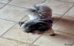 Lhasa Apso dogs for sale: Beautiful kc reg male  - Image 4