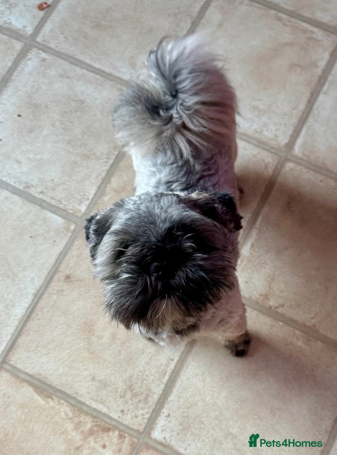 Lhasa Apso dogs for sale: Beautiful kc reg male  - Image 4