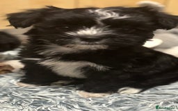 Mixed Breed dogs for sale: READY NOW,super cute maltese/chinese crested pups - Image 12