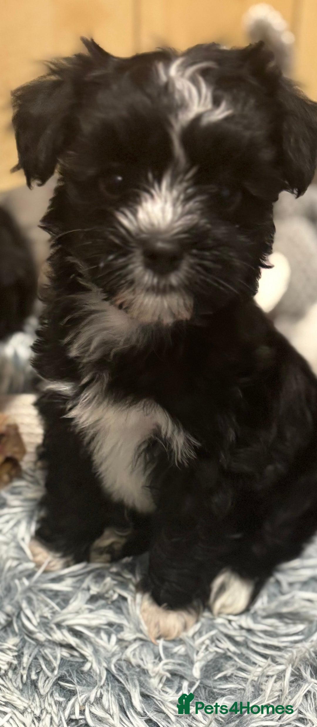 Mixed Breed dogs for sale: READY NOW,super cute maltese/chinese crested pups - Image 12