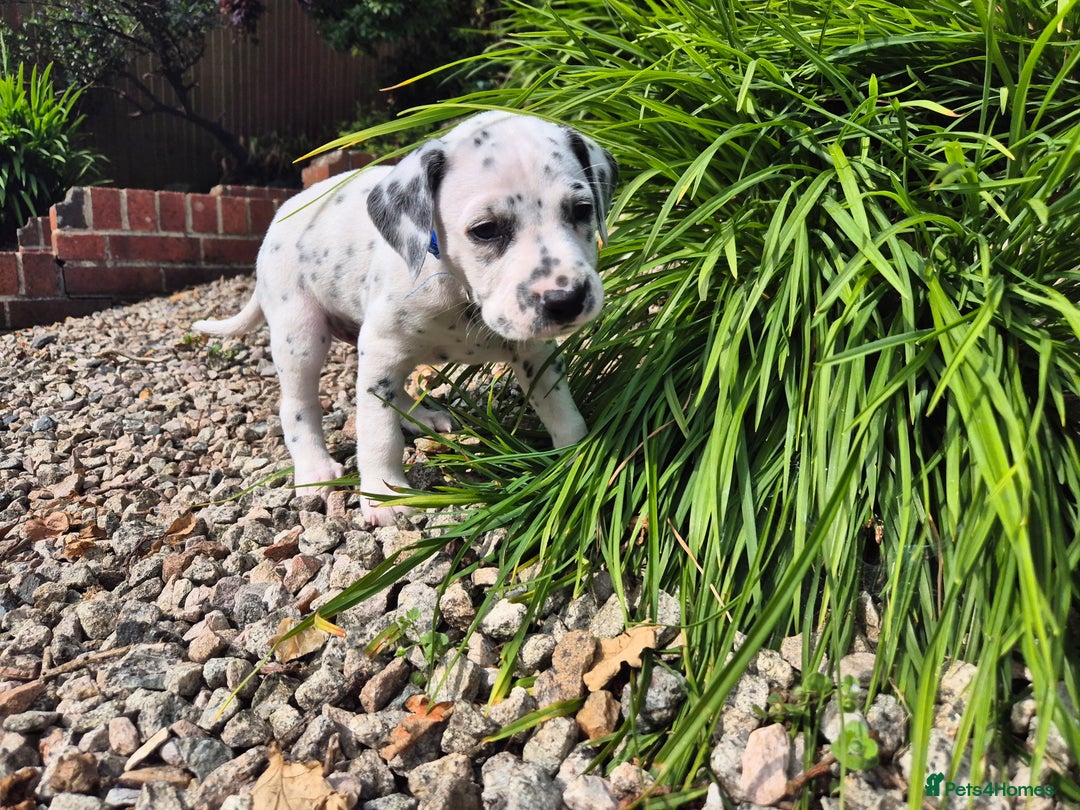 Dalmatian dogs for sale: 💙last LUA boy 💙 KC reg - Image 15