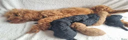 Cavapoo dogs for sale: Beautiful litter of Cavapoo puppies in Newton Aycliffe - Advert 9