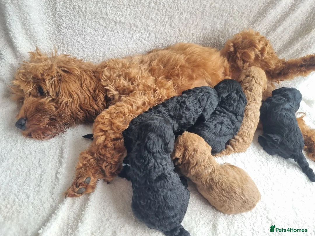 Cavapoo dogs for sale: Beautiful litter of Cavapoo puppies in Newton Aycliffe - Advert 9